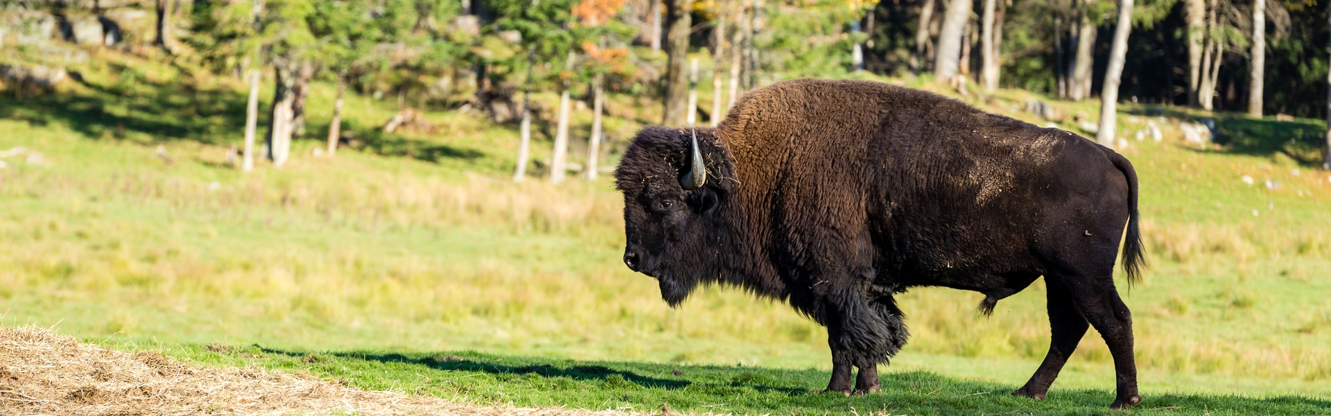 Guided Buffalo Hunts